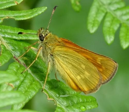 Ochlodes sylvanus